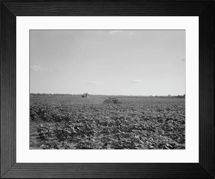 Framed Print : Houses dot the fields, abandoned, Aldridge Plantation near Leland, Mississippi, 1937. Creator: Dorothea Lange Framed Print : Houses dot the fields, abandoned, Aldridge Plantation near Leland, Mississippi, 1937. Creator: Dorothea Lange