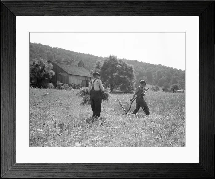 Framed Print : Men cradling wheat in eastern Virginia near Sperryville, 1936. Creator: Dorothea Lange Framed Print : Men cradling wheat in eastern Virginia near Sperryville, 1936. Creator: Dorothea Lange