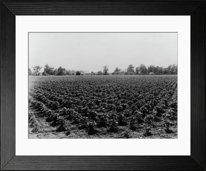 Framed Print : Check row planted cotton, Touchberry Plantation, Issaquena County, Mississippi, 1937. Creator: Dorothea Lange Framed Print : Check row planted cotton, Touchberry Plantation, Issaquena County, Mississippi, 1937. Creator: Dorothea Lange