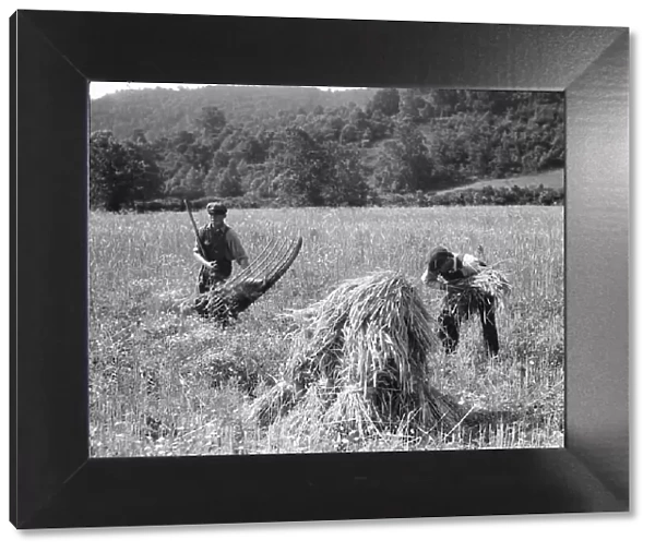 Cradling wheat near Sperryville, Virginia. 1936. Creator: Dorothea Lange