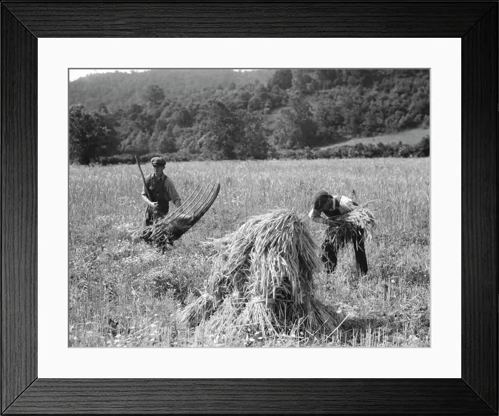 Framed Print : Cradling wheat near Sperryville, Virginia. 1936. Creator: Dorothea Lange Framed Print : Cradling wheat near Sperryville, Virginia. 1936. Creator: Dorothea Lange