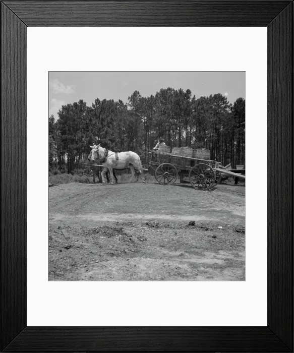 Framed Print : Hauling turpentine gum from the woods to the still near Homerville, Georgia, 1937. Creator: Dorothea Lange Framed Print : Hauling turpentine gum from the woods to the still near Homerville, Georgia, 1937. Creator: Dorothea Lange