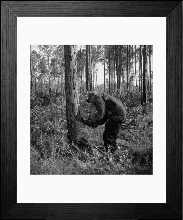 Framed Print : Turpentine worker, Georgia, 1937. Creator: Dorothea Lange Framed Print : Turpentine worker, Georgia, 1937. Creator: Dorothea Lange