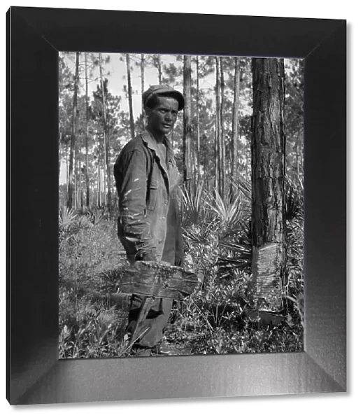Turpentine 'chipper' and slashed tree near Homerville, Georgia, 1937. Creator: Dorothea Lange. Turpentine 'chipper' and slashed tree near Homerville, Georgia, 1937. Creator: Dorothea Lange