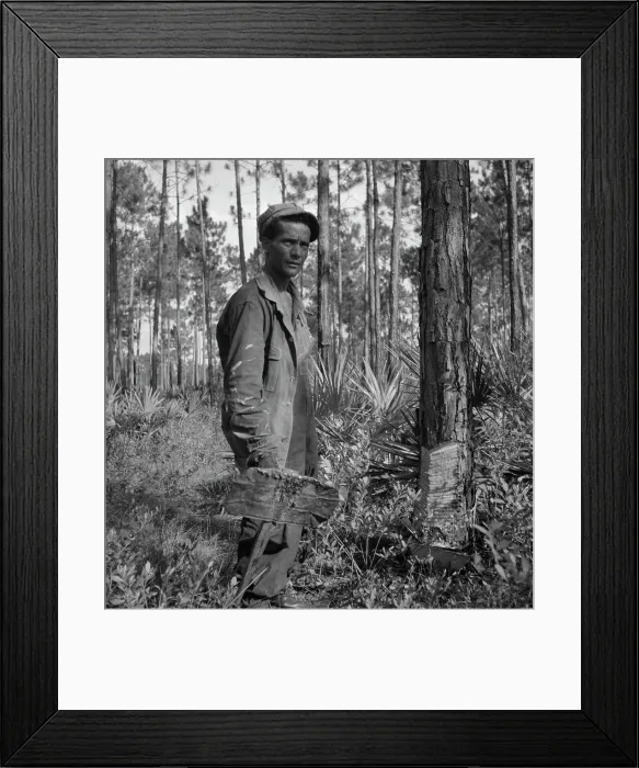 Framed Print : Turpentine chipper and slashed tree near Homerville, Georgia, 1937. Creator: Dorothea Lange. Turpentine chipper and slashed tree near Homerville, Georgia, 1937. Creator: Dorothea Lange Framed Print : Turpentine chipper and slashed tree near Homerville, Georgia, 1937. Creator: Dorothea Lange. Turpentine chipper and slashed tree near Homerville, Georgia, 1937. Creator: Dorothea Lange