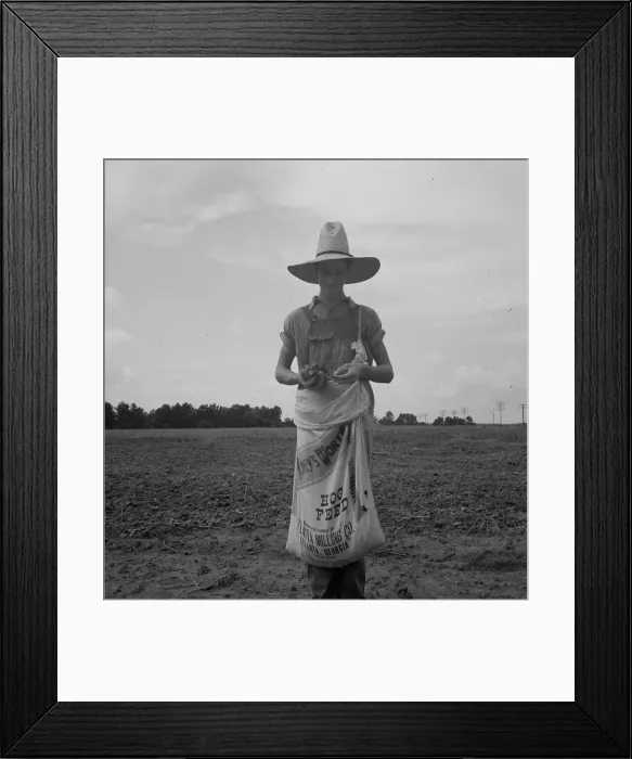 Framed Print : Farm boy with sack full of boll weevils...off of cotton plants, Macon County, Georgia, 1937. Creator: Dorothea Lange Framed Print : Farm boy with sack full of boll weevils...off of cotton plants, Macon County, Georgia, 1937. Creator: Dorothea Lange