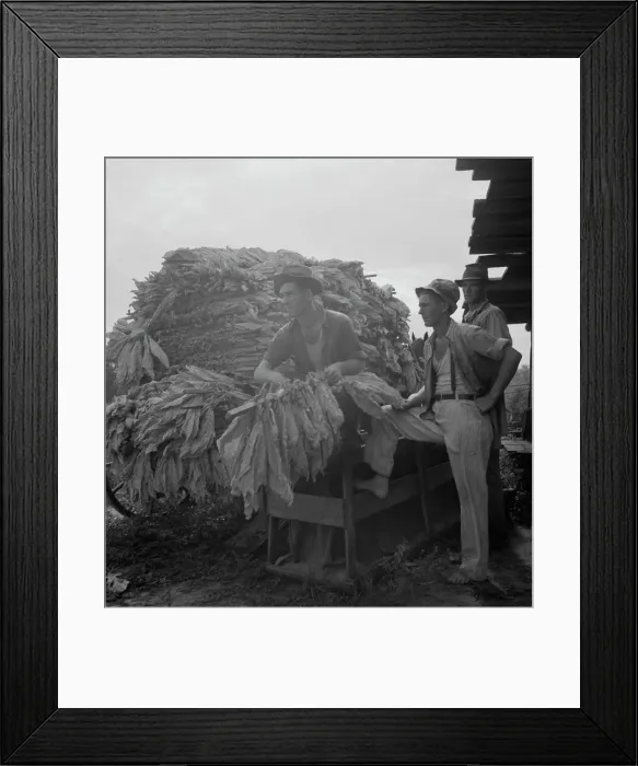 Framed Print : Loading cured tobacco for market, Georgia, 1937. Creator: Dorothea Lange Framed Print : Loading cured tobacco for market, Georgia, 1937. Creator: Dorothea Lange