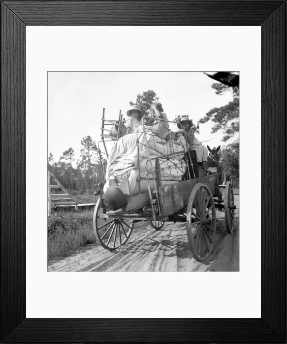 Framed Print : Moving day in the turpentine pine forest country, North Florida, 1936. Creator: Dorothea Lange Framed Print : Moving day in the turpentine pine forest country, North Florida, 1936. Creator: Dorothea Lange