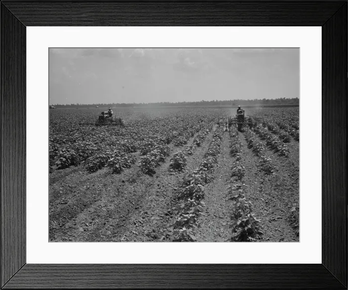 Framed Print : Tractors cultivating cotton, Aldridge Plantation, near Leland, Mississippi, 1937. Creator: Dorothea Lange Framed Print : Tractors cultivating cotton, Aldridge Plantation, near Leland, Mississippi, 1937. Creator: Dorothea Lange