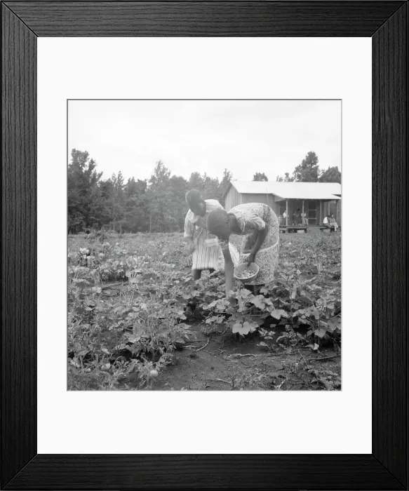 Framed Print : Family of one of the evicted sharecroppers from Arkansas who has been resettled... Mississippi, 193 Creator: Dorothea Lange Framed Print : Family of one of the evicted sharecroppers from Arkansas who has been resettled... Mississippi, 193 Creator: Dorothea Lange