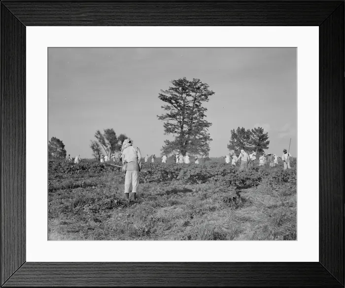 Framed Print : A crew of 200 hoers were brought to the Aldridge Plantation to hoe cotton at a dollar a day, 1937. Creator: Dorothea Lange Framed Print : A crew of 200 hoers were brought to the Aldridge Plantation to hoe cotton at a dollar a day, 1937. Creator: Dorothea Lange
