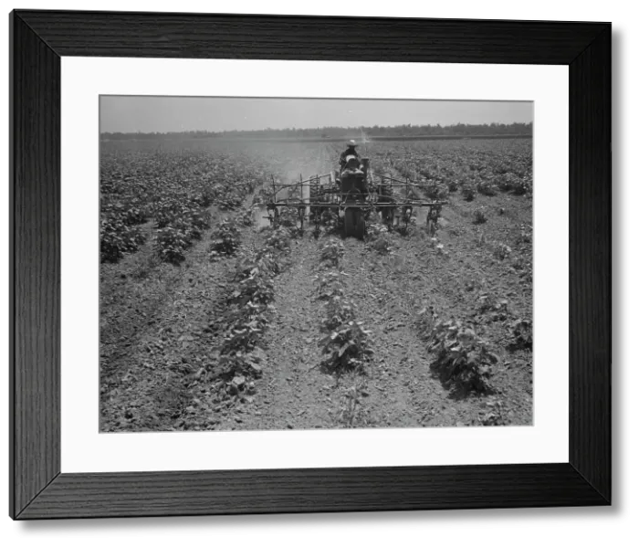 Framed Print : Tractor on the Aldridge Plantation, Mississippi, 1937. Creator: Dorothea Lange Framed Print : Tractor on the Aldridge Plantation, Mississippi, 1937. Creator: Dorothea Lange
