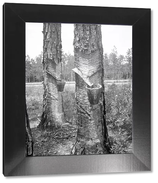 Turpentine trees, Northern Florida, 1936. Creator: Dorothea Lange