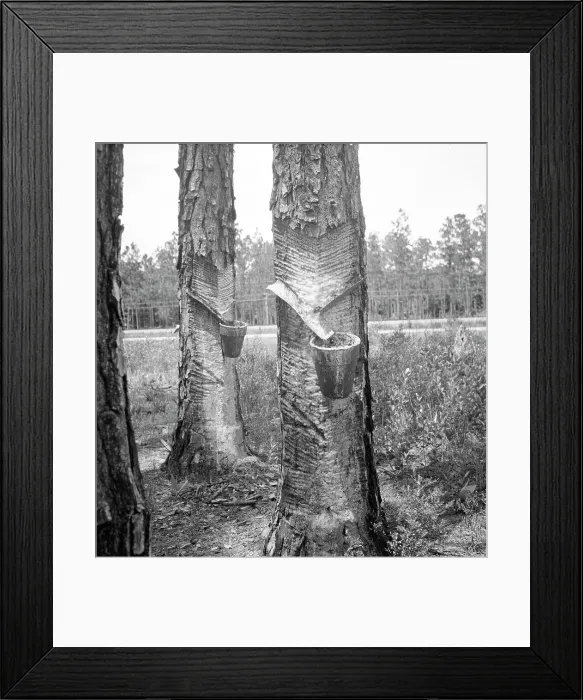 Framed Print : Turpentine trees, Northern Florida, 1936. Creator: Dorothea Lange Framed Print : Turpentine trees, Northern Florida, 1936. Creator: Dorothea Lange