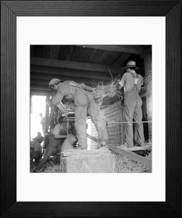 Framed Print : North Carolina threshing, 1936. Creator: Dorothea Lange Framed Print : North Carolina threshing, 1936. Creator: Dorothea Lange