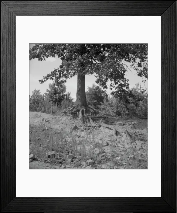 Framed Print : Tree roots show how the land has been washed away, Wray Plantation, Greene County, Georgia, 1937. Creator: Dorothea Lange Framed Print : Tree roots show how the land has been washed away, Wray Plantation, Greene County, Georgia, 1937. Creator: Dorothea Lange