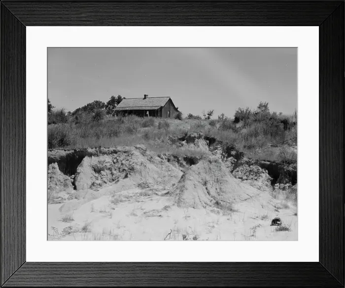 Framed Print : Eroded cotton farm near Jackson, Mississippi, 1937. Creator: Dorothea Lange Framed Print : Eroded cotton farm near Jackson, Mississippi, 1937. Creator: Dorothea Lange