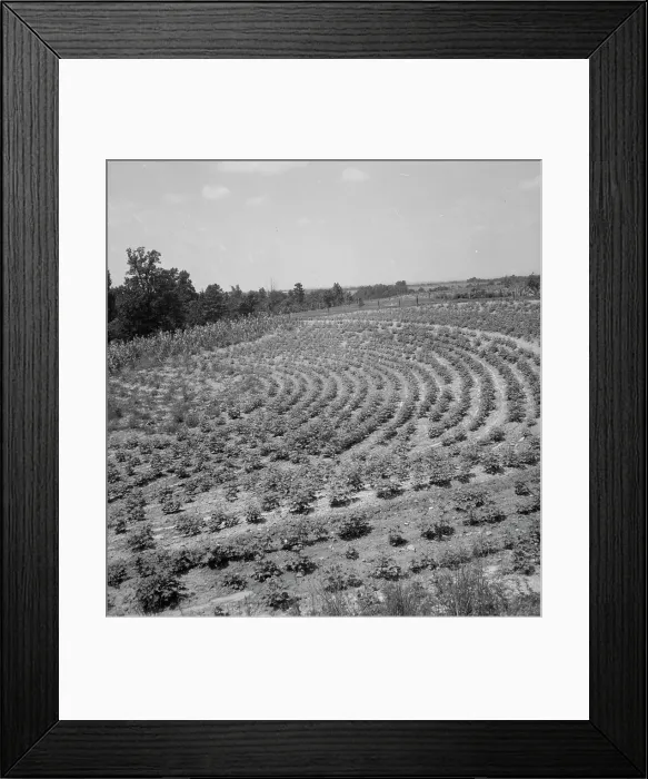 Framed Print : Terraced fields of sharecropper, near Gaffney, South Carolina, 1937. Creator: Dorothea Lange Framed Print : Terraced fields of sharecropper, near Gaffney, South Carolina, 1937. Creator: Dorothea Lange