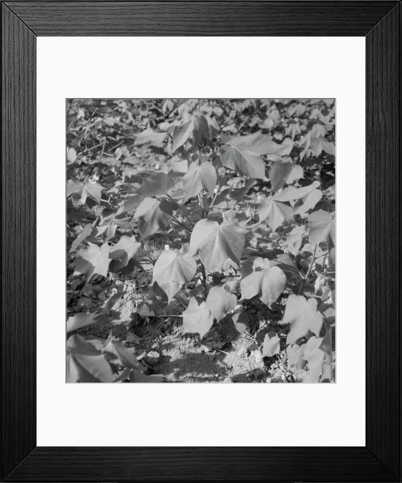 Framed Print : Cotton, Georgia, 1937. Creator: Dorothea Lange Framed Print : Cotton, Georgia, 1937. Creator: Dorothea Lange