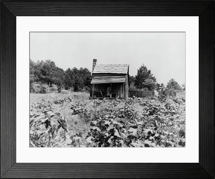 Framed Print : Sharecropper's cabin, cotton and corn, near Jackson, Mississippi, 1937. Creator: Dorothea Lange Framed Print : Sharecropper's cabin, cotton and corn, near Jackson, Mississippi, 1937. Creator: Dorothea Lange