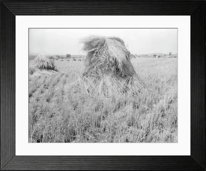 Framed Print : Wheat in Sperryville, Virginia, 1936. Creator: Dorothea Lange Framed Print : Wheat in Sperryville, Virginia, 1936. Creator: Dorothea Lange
