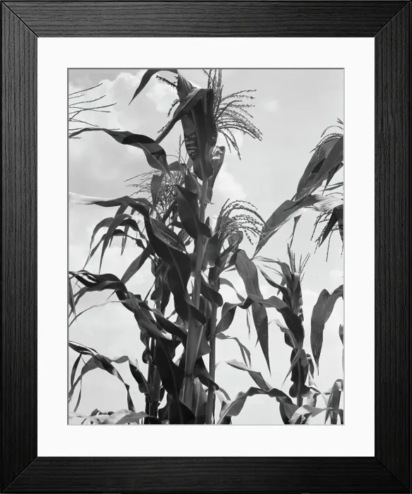Framed Print : Corn, Washington County, Mississippi, 1937. Creator: Dorothea Lange