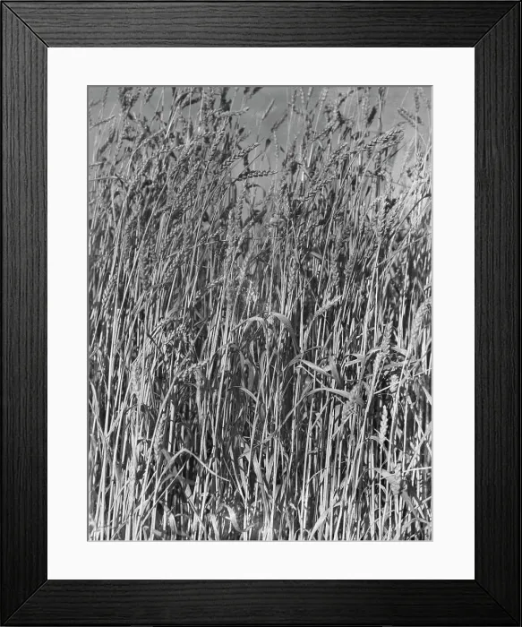 Framed Print : Wheat in Oklahoma, 1938. Creator: Dorothea Lange Framed Print : Wheat in Oklahoma, 1938. Creator: Dorothea Lange
