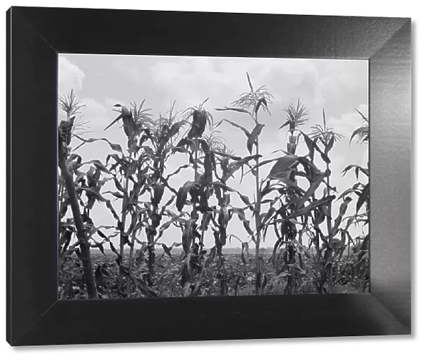 Corn, Washington County, Mississippi, 1937. Creator: Dorothea Lange