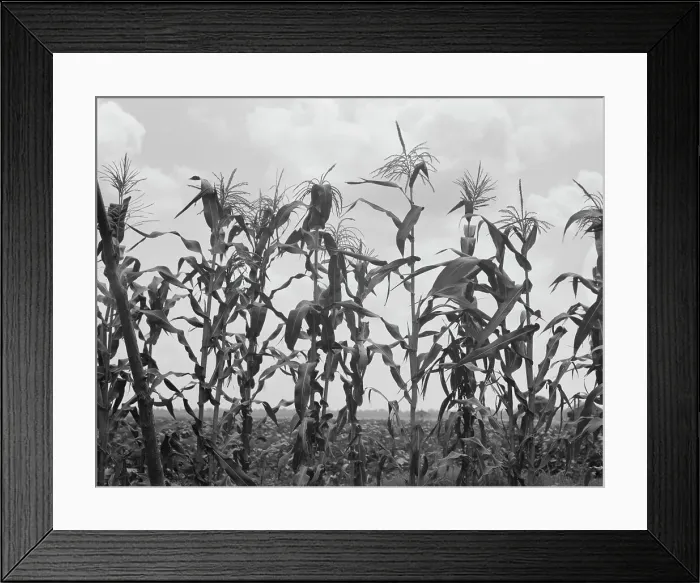 Framed Print : Corn, Washington County, Mississippi, 1937. Creator: Dorothea Lange Framed Print : Corn, Washington County, Mississippi, 1937. Creator: Dorothea Lange