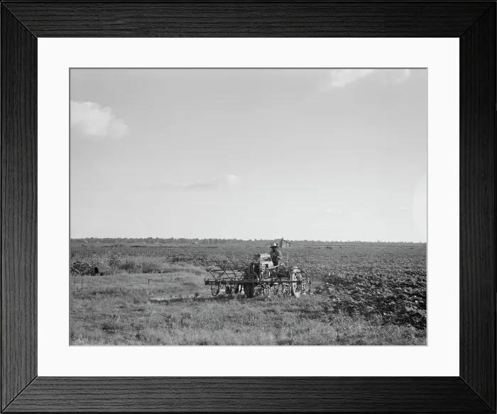 Framed Print : Aldridge Plantation, Mississippi, 1937. Creator: Dorothea Lange Framed Print : Aldridge Plantation, Mississippi, 1937. Creator: Dorothea Lange