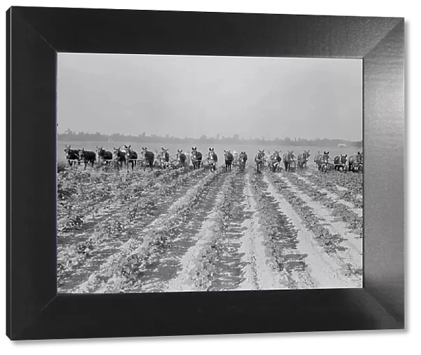 Cultivating cotton at Lake Dick project, Arkansas, 1938. Creator: Dorothea Lange