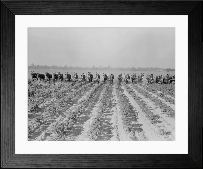Framed Print : Cultivating cotton at Lake Dick project, Arkansas, 1938. Creator: Dorothea Lange Framed Print : Cultivating cotton at Lake Dick project, Arkansas, 1938. Creator: Dorothea Lange