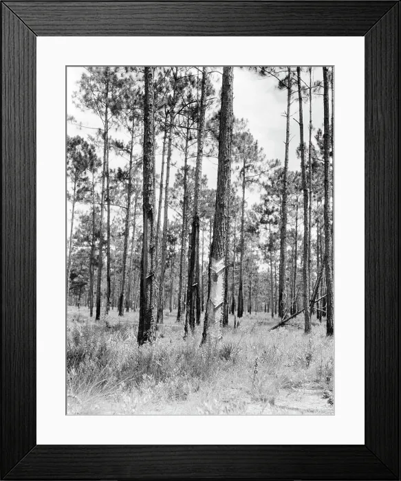 Framed Print : Turpentine trees in northern Florida, 1936. Creator: Dorothea Lange Framed Print : Turpentine trees in northern Florida, 1936. Creator: Dorothea Lange