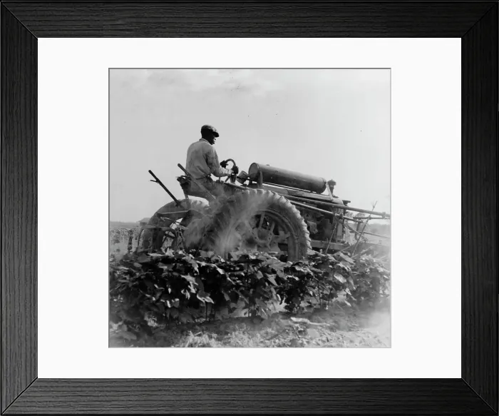 Framed Print : Aldridge Plantation, Mississippi, 1937. Creator: Dorothea Lange Framed Print : Aldridge Plantation, Mississippi, 1937. Creator: Dorothea Lange
