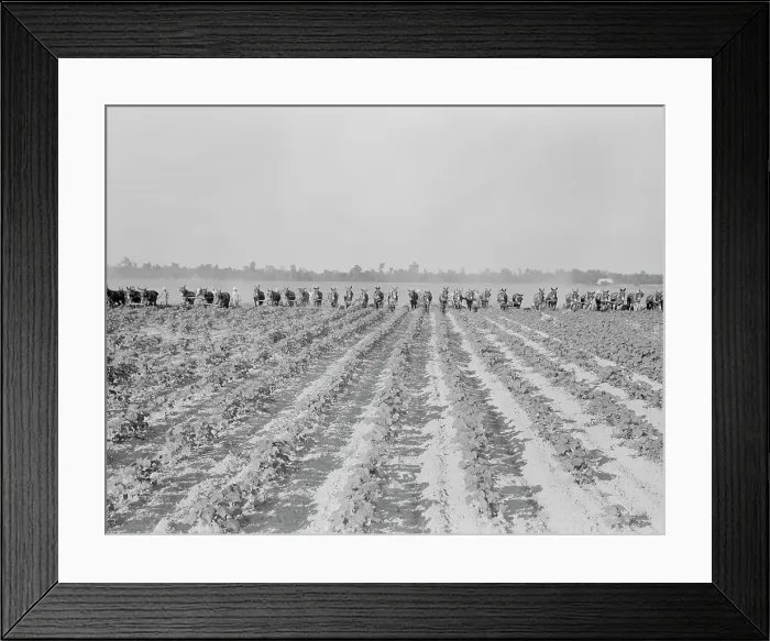 Framed Print : Cultivating cotton at Lake Dick project, Arkansas, 1938. Creator: Dorothea Lange Framed Print : Cultivating cotton at Lake Dick project, Arkansas, 1938. Creator: Dorothea Lange
