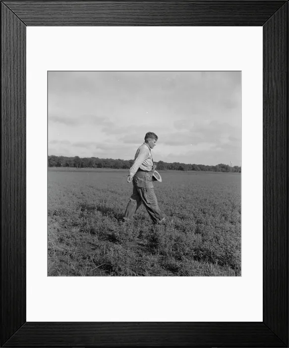 Framed Print : Tenant farmer spreading grasshopper bait... 5 miles from Oklahoma City, Oklahoma, 1937. Creator: Dorothea Lange Framed Print : Tenant farmer spreading grasshopper bait... 5 miles from Oklahoma City, Oklahoma, 1937. Creator: Dorothea Lange