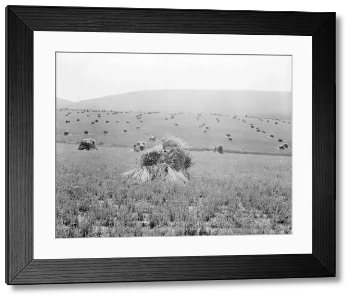 Framed Print : Virginia wheat, Vicinity of Sperryville, 1936. Creator: Dorothea Lange Framed Print : Virginia wheat, Vicinity of Sperryville, 1936. Creator: Dorothea Lange