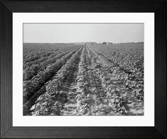 Framed Print : Lake Dick project, Arkansas, 1938. Creator: Dorothea Lange Framed Print : Lake Dick project, Arkansas, 1938. Creator: Dorothea Lange