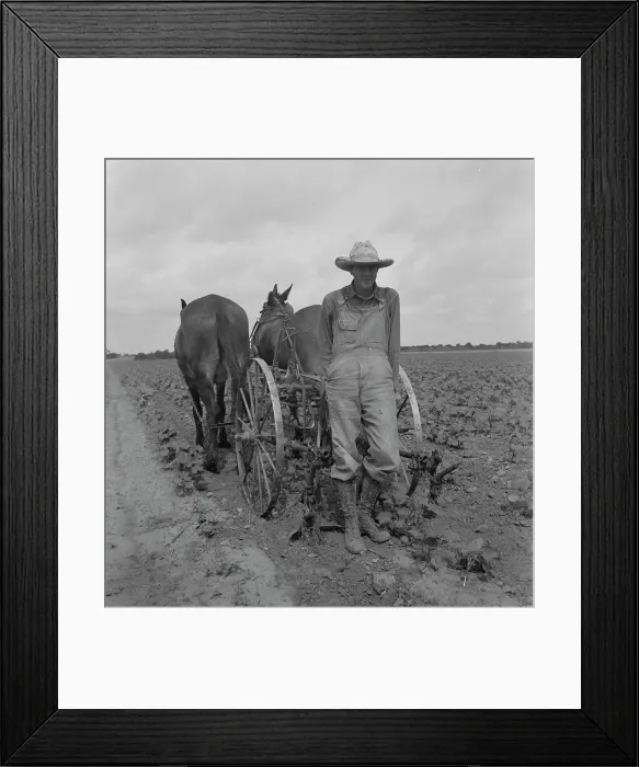 Framed Print : Ex-tenant farmer, now a day laborer on large cotton farm near Corsicana, Texas, 1937. Creator: Dorothea Lange Framed Print : Ex-tenant farmer, now a day laborer on large cotton farm near Corsicana, Texas, 1937. Creator: Dorothea Lange