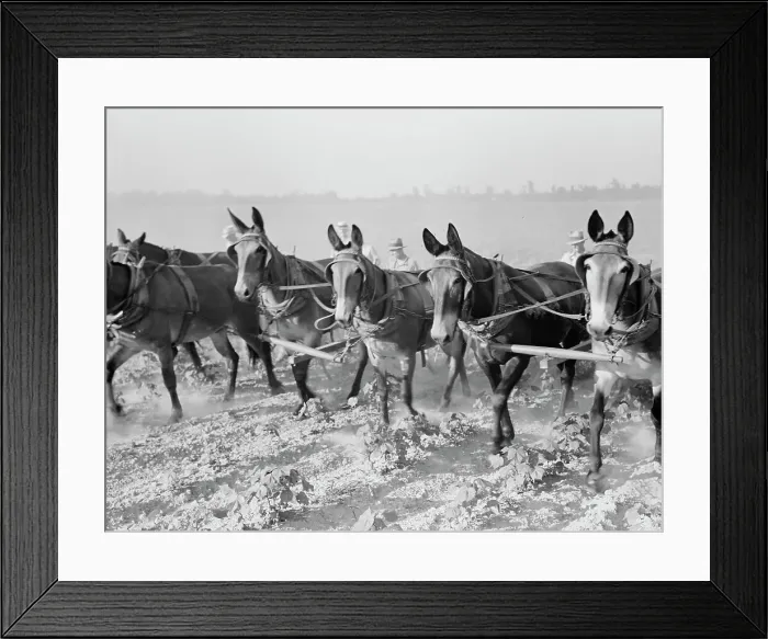 Framed Print : Cultivating cotton cooperatively at Lake Dick, Arkansas, 1938. Creator: Dorothea Lange Framed Print : Cultivating cotton cooperatively at Lake Dick, Arkansas, 1938. Creator: Dorothea Lange
