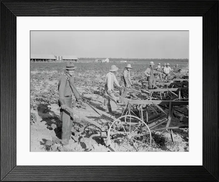 Framed Print : Farmers about to begin cooperative cultivation of cotton at Lake Dick project, Arkansas, 1938. Creator: Dorothea Lange Framed Print : Farmers about to begin cooperative cultivation of cotton at Lake Dick project, Arkansas, 1938. Creator: Dorothea Lange