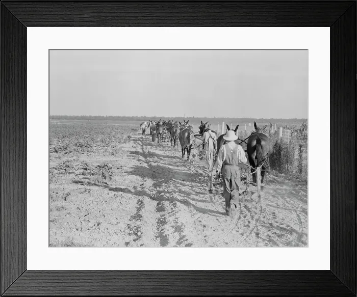 Framed Print : Farmers with mule teams and cultivators, Lake Dick project, Arkansas, 1938. Creator: Dorothea Lange Framed Print : Farmers with mule teams and cultivators, Lake Dick project, Arkansas, 1938. Creator: Dorothea Lange