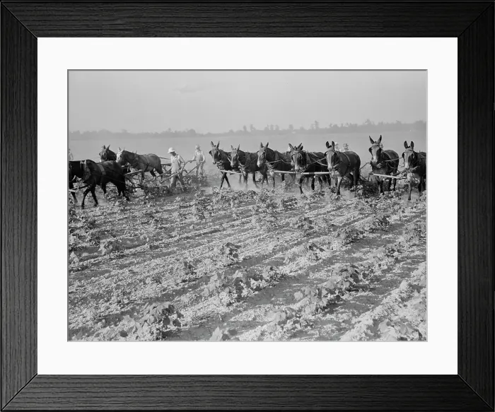 Framed Print : Cultivating cotton cooperatively at Lake Dick, Arkansas, 1938. Creator: Dorothea Lange Framed Print : Cultivating cotton cooperatively at Lake Dick, Arkansas, 1938. Creator: Dorothea Lange