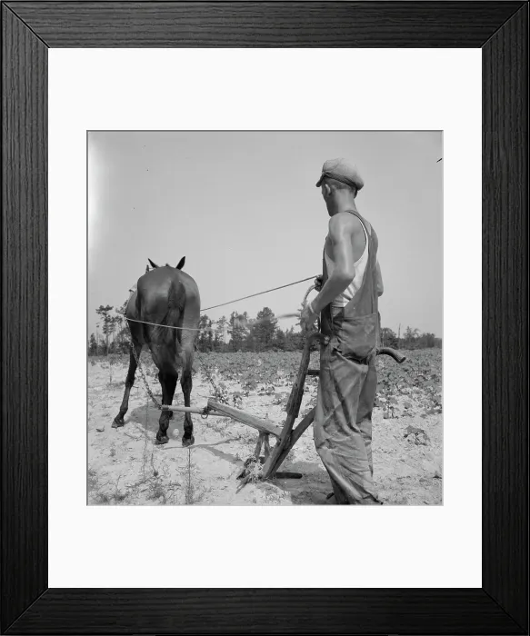 Framed Print : White tenant farmer works on shares, North Carolina, 1936. Creator: Dorothea Lange Framed Print : White tenant farmer works on shares, North Carolina, 1936. Creator: Dorothea Lange