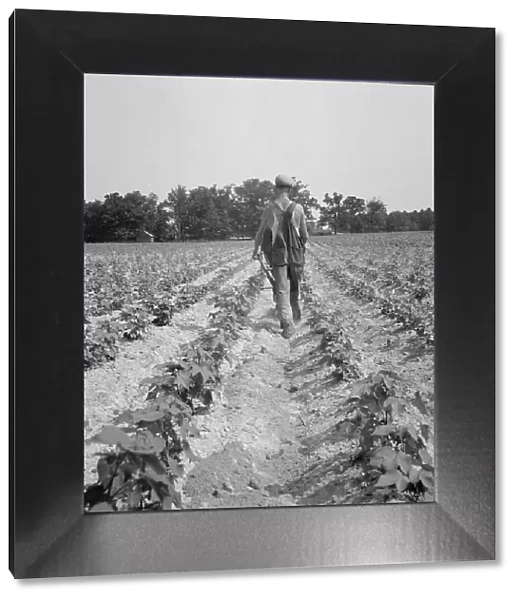 White tenant farmer works on shares, North Carolina, 1936. Creator: Dorothea Lange