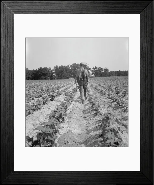Framed Print : White tenant farmer works on shares, North Carolina, 1936. Creator: Dorothea Lange Framed Print : White tenant farmer works on shares, North Carolina, 1936. Creator: Dorothea Lange