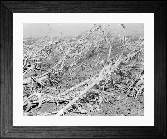Framed Print : Corn, dried up and lying in the field, between Dallas and Waco, Texas, 1936. Creator: Dorothea Lange Framed Print : Corn, dried up and lying in the field, between Dallas and Waco, Texas, 1936. Creator: Dorothea Lange