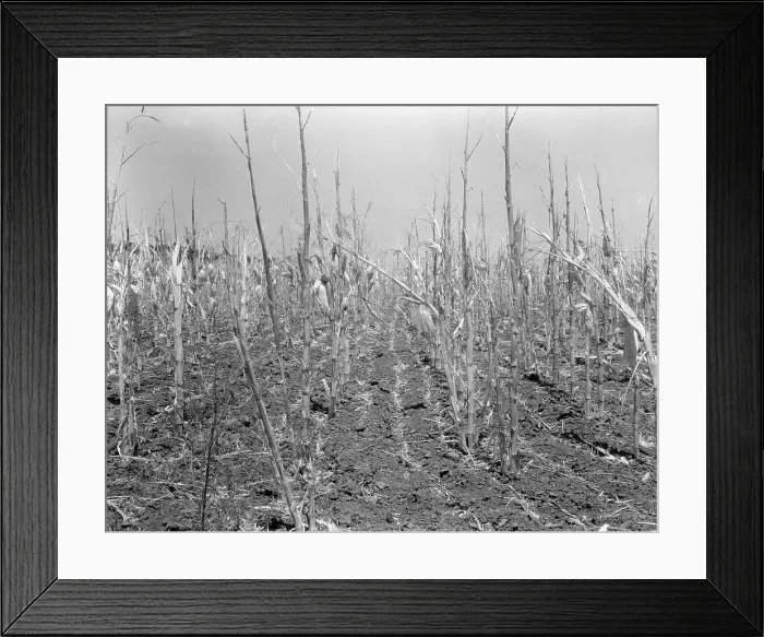 Framed Print : Corn, drought-stricken and eaten off by grasshoppers, Near Russelville, Arkansas, 1936. Creator: Dorothea Lange Framed Print : Corn, drought-stricken and eaten off by grasshoppers, Near Russelville, Arkansas, 1936. Creator: Dorothea Lange