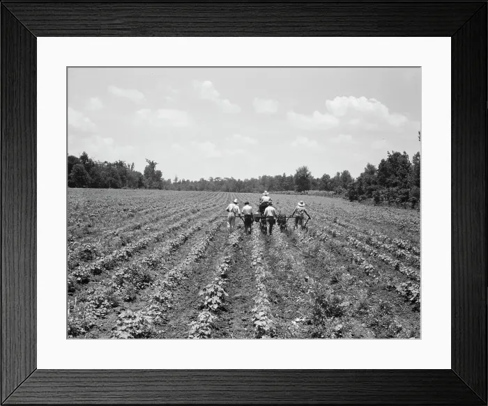 Framed Print : Delta cooperative farm, Hillhouse, Mississippi, 1937. Creator: Dorothea Lange Framed Print : Delta cooperative farm, Hillhouse, Mississippi, 1937. Creator: Dorothea Lange