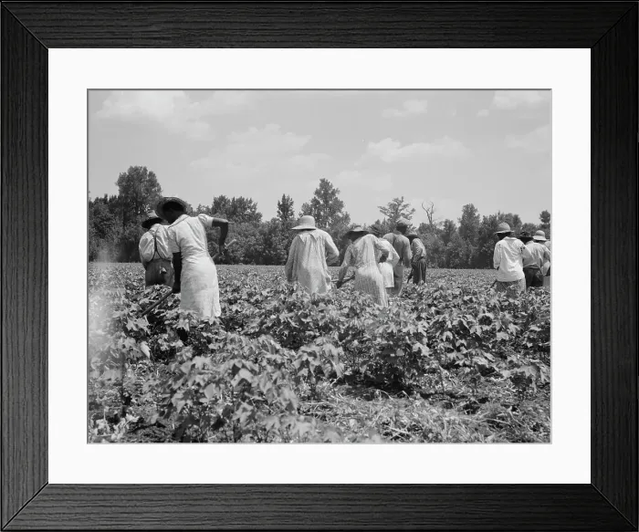 Framed Print : Cotton hoers on the Mississippi Delta, 1937. Creator: Dorothea Lange Framed Print : Cotton hoers on the Mississippi Delta, 1937. Creator: Dorothea Lange